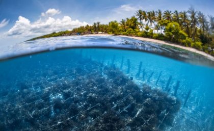 UQ research suggests the planet needs more seaweed farms like this one in Indonesia. Image: Dudarev Mikhail View through water to rows of plants on the sea floor with a beach and palm trees in the background